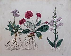 Seller image for Culpeper. Silver-edged Primula, Double Lilac Primrose, Dragon s Head. for sale by theoldmapman