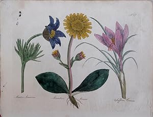 Seller image for Culpeper. Meadow Anemone, Mountain Arnica, Saffron Crocus. for sale by theoldmapman