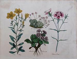 Immagine del venditore per Culpeper. Tree Flax, Mountain Primula, China Pink. venduto da theoldmapman