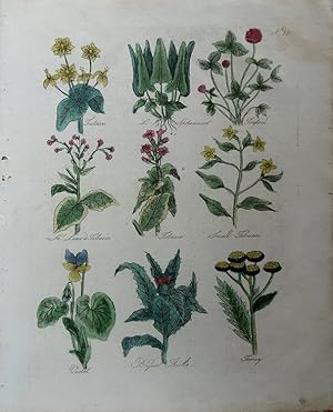 Seller image for Culpeper. Tutsan, Lesser Spleen-wort, Trefoil, Short-Leaved Tobacco, Common Tobacco, Small Tobacco, Violet, Blessed Thistle, Tansy. for sale by theoldmapman
