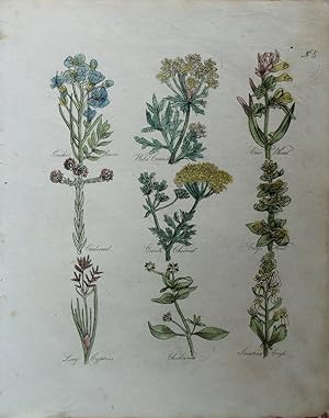 Seller image for Culpeper. Cuckoo Flower, Wild Carrot, Cow-wheat, Cudweed, Earth Chesnut, Cross-Wort, Long Cyperus, Chickweed, Sciatica Cress. for sale by theoldmapman