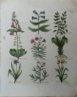 Bild des Verkufers fr Culpeper. Fox-glove, Gerrard, Germander, Round-leav'd Winter-Green, Clove Gilliflower, Galangal, Flower de Luce, Creeping Gromel, Water Flag. zum Verkauf von theoldmapman