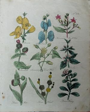 Bild des Verkufers fr Culpeper. Broom, Wolf s Bane, Peruvian Bark Tree, Burdock, Scammony Bindweed, Balm, Bear s-foot, Bur Reed, Bear Berry. zum Verkauf von theoldmapman