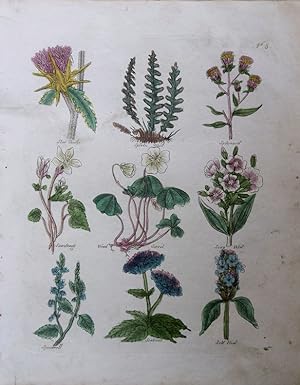 Seller image for Culpeper. Star Thistle, Spleen-wort, Spikenard, Saxifrage, Wood Sorrel, Soap-wort, Speedwell, Scabious, Self-heal. for sale by theoldmapman