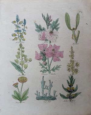 Seller image for Culpeper. Milk-wort, Marsh-mallows, Misseltoe, Mustard, Vervain Mallows, Mullein, Mouse-ear, Cup Moss, Mother-wort. for sale by theoldmapman