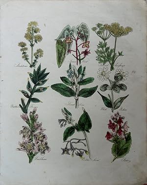 Seller image for Culpeper. Bedstraw, Barren-wort, Burnet, Saxifrage, Butcher s Broom, Brook-Lime, White Behen, Buckbean, Bitter-sweet, Betonv. for sale by theoldmapman