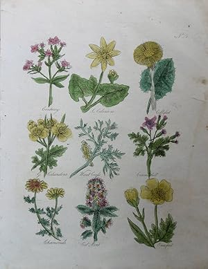 Seller image for Culpeper. Centaury, Little Celandine, Coltsfoot, Great Celandine, Water Cress, Crane s-bill, Chamomile, Cat-mint, Crowfoot. for sale by theoldmapman