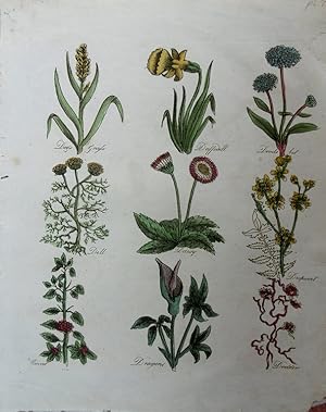 Seller image for Culpeper. Dog s Grass, Daffodil, Devil s Bit, Dill, Daisy, Dropwort, Coral, Dragons, Dodder. for sale by theoldmapman