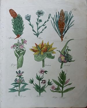 Seller image for Culpeper. Spruce Fir, Flax, Common Fir, Ginger, Gentian, Garlick, Common Hyssop, Hellebore, Hedge Hyssop. for sale by theoldmapman