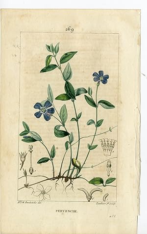 Antique Print-P.269-PERVENCHE-VINCA MINOR-SMALL PERIWINKLE-Turpin-Chaumeton-1814