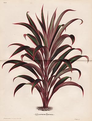 Bild des Verkufers fr ("Dracaena (Cordyline) Bellula") - plant Pflanze Botanik botany botanical zum Verkauf von Antiquariat Steffen Vlkel GmbH