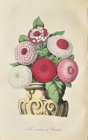 Bild des Verkufers fr [BOTANICAL PLATES] THE FLORICULTURAL CABINET, AND FLORISTS' MAGAZINE. JANUARY TO DECEMBER 1850 [WITH] JANUARY TO DECEMBER 1851. WITH 25 PLATES zum Verkauf von BLACK SWAN BOOKS, INC., ABAA, ILAB