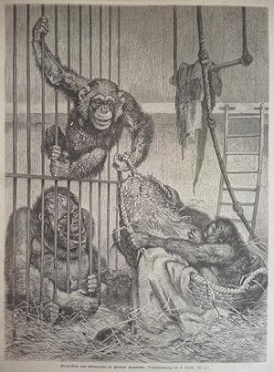 Holzstich - Orang-Utan und Schimpansen im Berliner Aquarium. ( Affen Berlin Zoo )