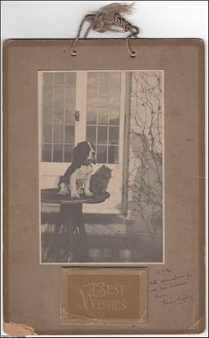 1933 Calendar Photograph. A real photograph, of a Spaniel and a Cat, card mounted, with a lift up...