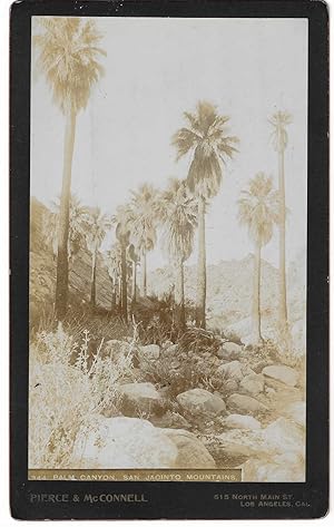 Palm Canyon, San Jacinto Mountains