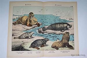 Bild des Verkufers fr Naturgeschichte Des Tierreichs, or Natural History of the Animal Realm (Mammals XXVIII) zum Verkauf von Rare Collections
