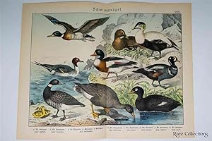 Naturgeschichte Des Tierreichs, or Natural History of the Animal Realm (Birds XXIX)