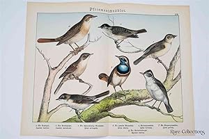 Bild des Verkufers fr Naturgeschichte Des Tierreichs, or Natural History of the Animal Realm (Birds XVII) zum Verkauf von Rare Collections