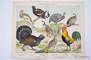 Naturgeschichte Des Tierreichs, or Natural History of the Animal Realm (Birds XXII)