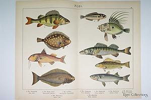 Naturgeschichte Des Tierreichs, or Natural History of the Animal Realm (Fish XV)