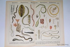 Naturgeschichte Des Tierreichs, or Natural History of the Animal Realm (Parasites XXVIII)