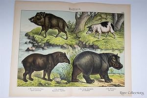 Naturgeschichte Des Tierreichs, or Natural History of the Animal Realm (Mammals XVII)