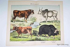 Naturgeschichte Des Tierreichs, or Natural History of the Animal Realm (Mammals XXIII)