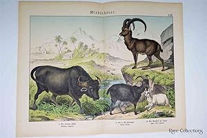 Naturgeschichte Des Tierreichs, or Natural History of the Animal Realm (Mammals XXIV)