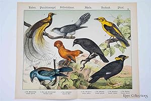 Naturgeschichte Des Tierreichs, or Natural History of the Animal Realm (Birds XI)