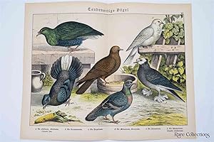 Naturgeschichte Des Tierreichs, or Natural History of the Animal Realm (Birds XX)