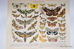 Naturgeschichte Des Tierreichs, or Natural History of the Animal Realm (Butterflies XXVI)
