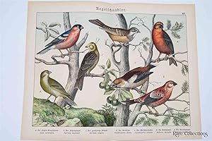 Naturgeschichte Des Tierreichs, or Natural History of the Animal Realm (Birds XIV)