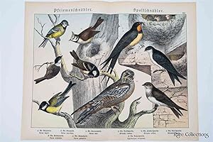Naturgeschichte Des Tierreichs, or Natural History of the Animal Realm (Birds XIX)