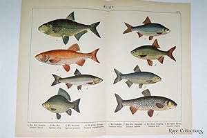 Naturgeschichte Des Tierreichs, or Natural History of the Animal Realm (Fish XVII)