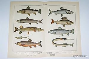 Naturgeschichte Des Tierreichs, or Natural History of the Animal Realm (Fish XIX)