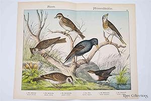 Naturgeschichte Des Tierreichs, or Natural History of the Animal Realm (Birds XII)