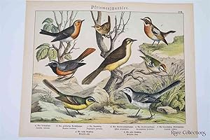 Naturgeschichte Des Tierreichs, or Natural History of the Animal Realm (Birds XVIII)