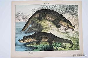Naturgeschichte Des Tierreichs, or Natural History of the Animal Realm (Reptiles IV)