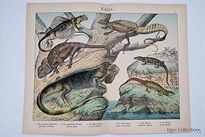 Naturgeschichte Des Tierreichs, or Natural History of the Animal Realm (Reptiles V)