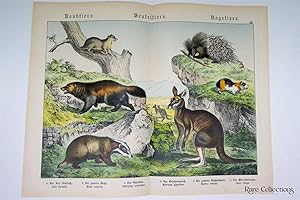 Naturgeschichte Des Tierreichs, or Natural History of the Animal Realm (Mammals XII)