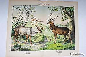 Naturgeschichte Des Tierreichs, or Natural History of the Animal Realm (Mammals XX)