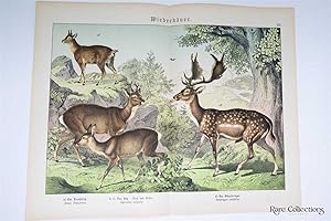 Naturgeschichte Des Tierreichs, or Natural History of the Animal Realm (Mammals XXI)