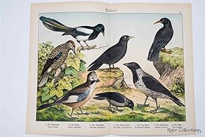 Naturgeschichte Des Tierreichs, or Natural History of the Animal Realm (Birds X)