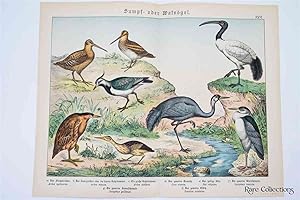 Naturgeschichte Des Tierreichs, or Natural History of the Animal Realm (Birds XXVI)