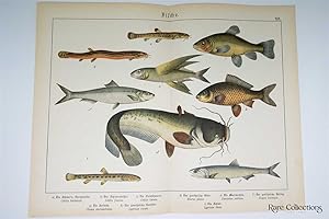 Naturgeschichte Des Tierreichs, or Natural History of the Animal Realm (Fish XVI)