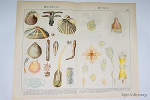 Naturgeschichte Des Tierreichs, or Natural History of the Animal Realm (Crustacean XXII)