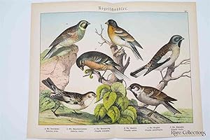 Naturgeschichte Des Tierreichs, or Natural History of the Animal Realm (Birds XV)