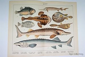 Naturgeschichte Des Tierreichs, or Natural History of the Animal Realm (Sturgeon XI)