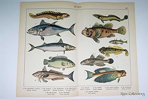 Naturgeschichte Des Tierreichs, or Natural History of the Animal Realm (Fish XIV)