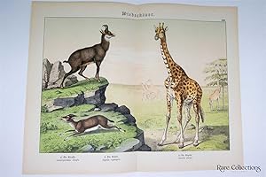 Naturgeschichte Des Tierreichs, or Natural History of the Animal Realm (Mammals XXII)
